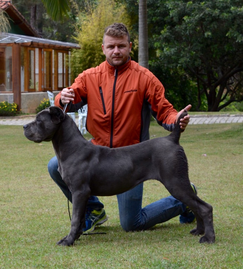 Cane Corso - TCane Corso Cane Corso Breeder. Latest news of TCane. : TCane  Quality Oriented