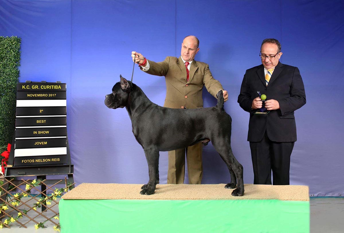 Cane Corso TCane Corso Cane Corso Breeder. Latest news of TCane. Expo Kennel Club of Great Curitiba Dr. Jorge TCane