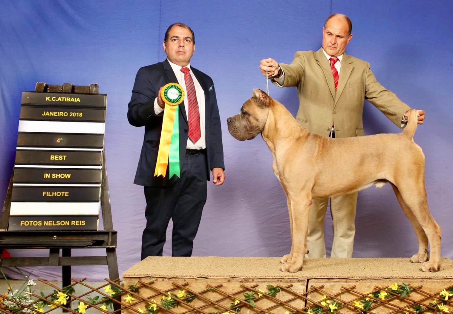 Cane Corso - TCane Corso Criador da raça Cane Corso. As últimas